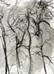 Hêtre et noyer - Encre de Chine