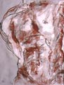 Torse Masculin 